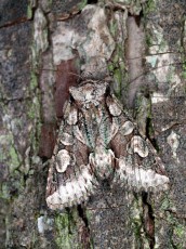 Allophyes oxyacanthae_имаго_2